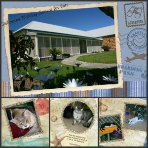 Whangareis Best Cat boarding Facility 
